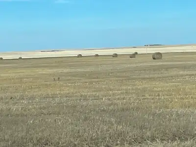 Very clean wheat and flax straw call Dave3064638888