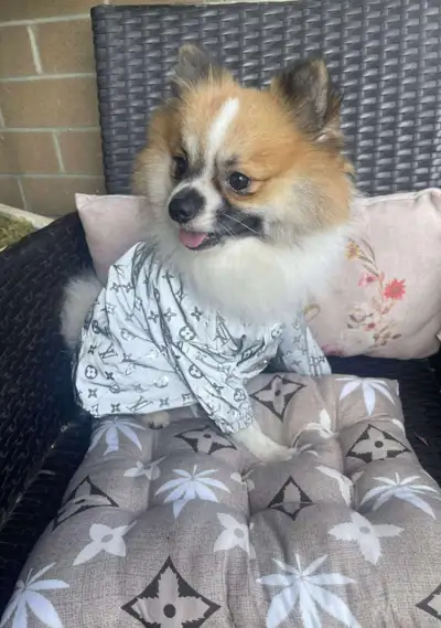 Tiny Pomeranian dog for sale, View more