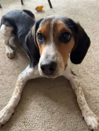 Free beagle