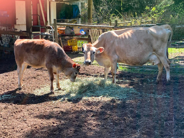 Jersey Milk Cow in Livestock in Campbell River