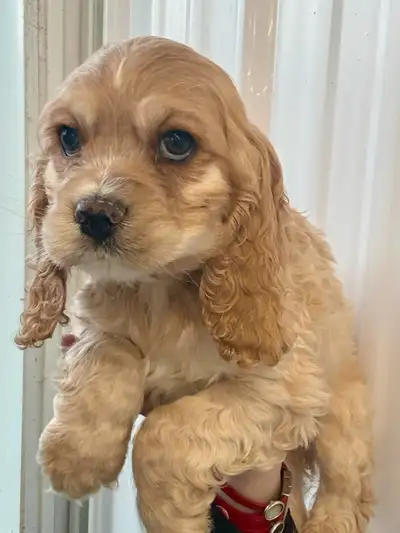 2 beaux mâle petit cocker anglais beige pure race 2 cocker springer tricolore Vaccinée vermifugé 2 f...