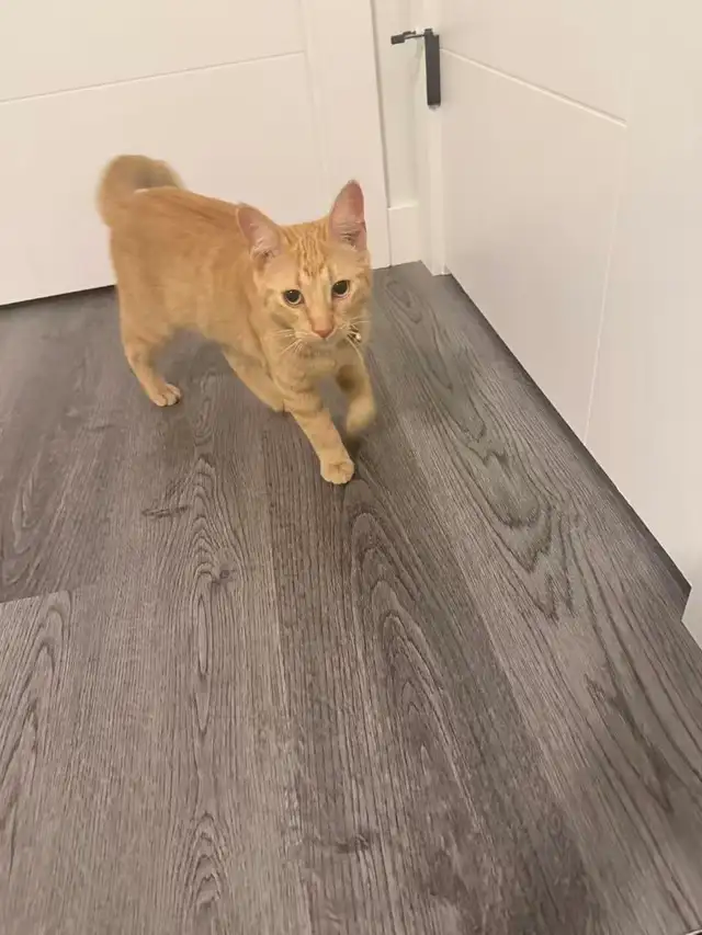 Found Cat501753165896765440