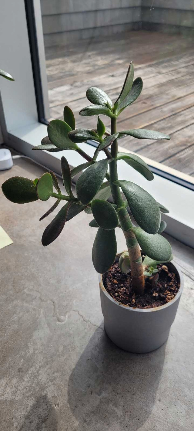 Jade plant 14"x 8" in a grey IKEA NYPON 4" x 4" pot in Other in City of Halifax - Image 3