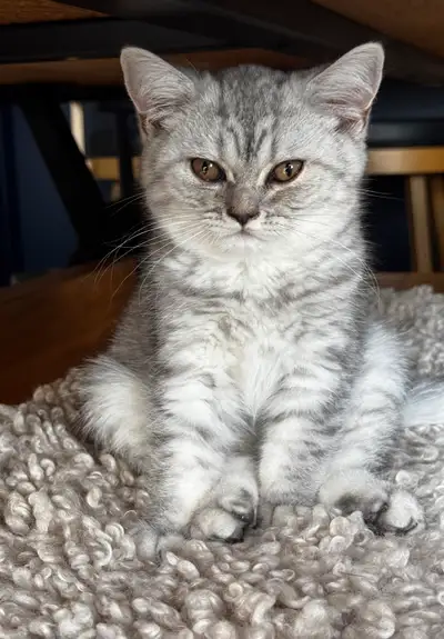 British Shorthair , View more