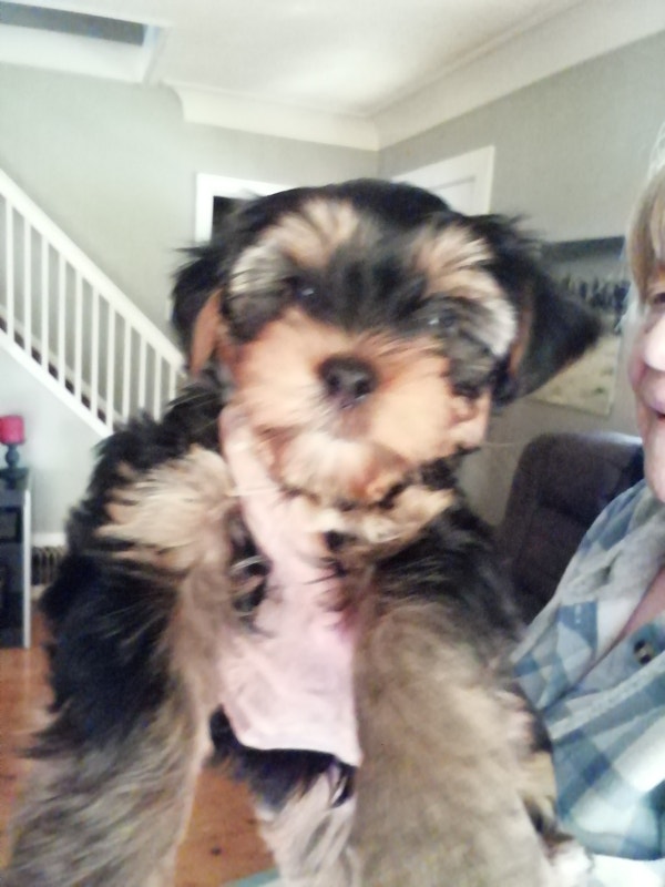 Male Yorkies Dogs & Puppies for Rehoming Brantford Kijiji