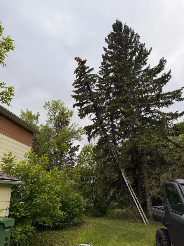 Tree cutting removal509003293189089281