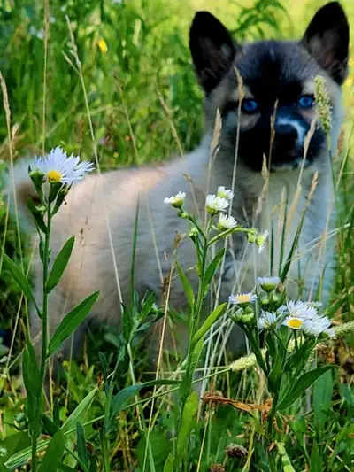 Husky pup 1 girl with blue eyes, View more
