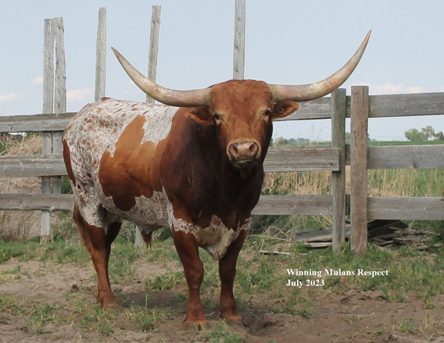 Registered Texas Longhorn Semen for Sale in Canada in Livestock in Medicine Hat