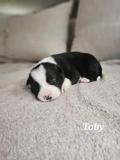 CBCA Reg. Border Collies, View more