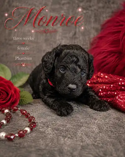 Purebred Mini poodle pups, View more