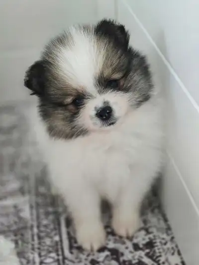 Pomeranian puppy ( Girl ), View more