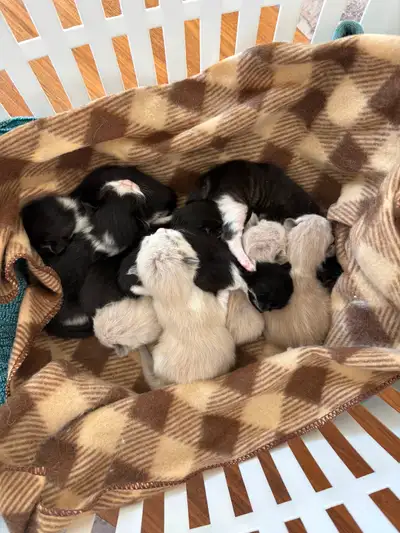 Fluffy RagdollX kittens, View more