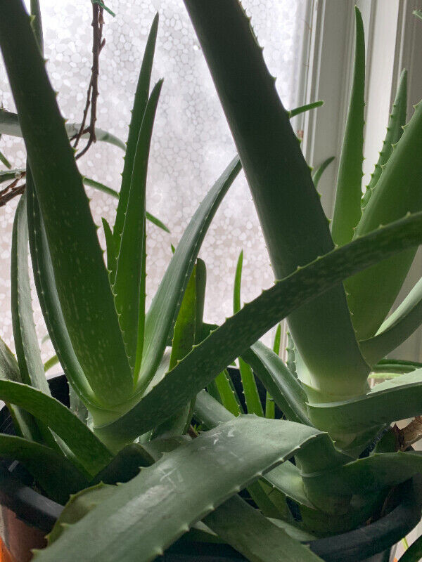 Aloe Vera plant in Outdoor Décor in Markham / York Region