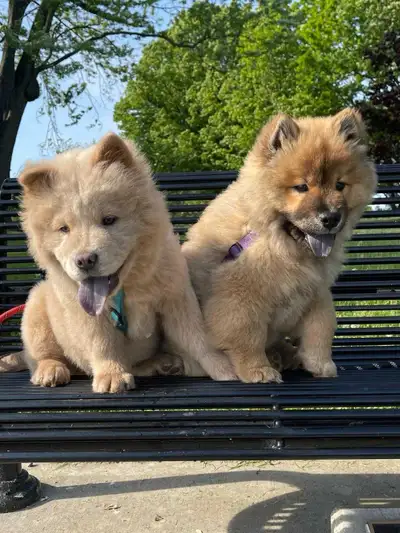 Dog Walking & Pet Care Available – Oshawa , View more