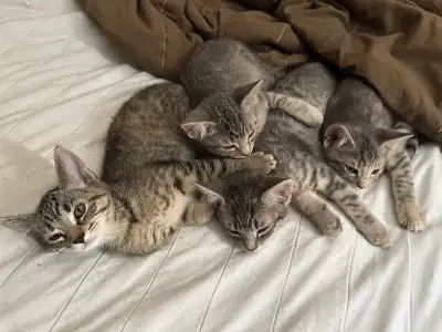KITTENS FOR SALE!, View more