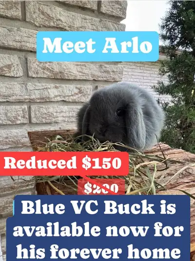 To give handsome Arlo a better chance at a forever home, I have reduced his price from $200 to $150....