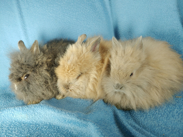 EXTRAORDINARY NETHERLAND DWARF AND LIONHEAD BABY BUNNY RABBITS in Small Animals for Rehoming in Charlottetown - Image 3