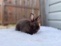 Bébé lapin mini rex femelle pure race 