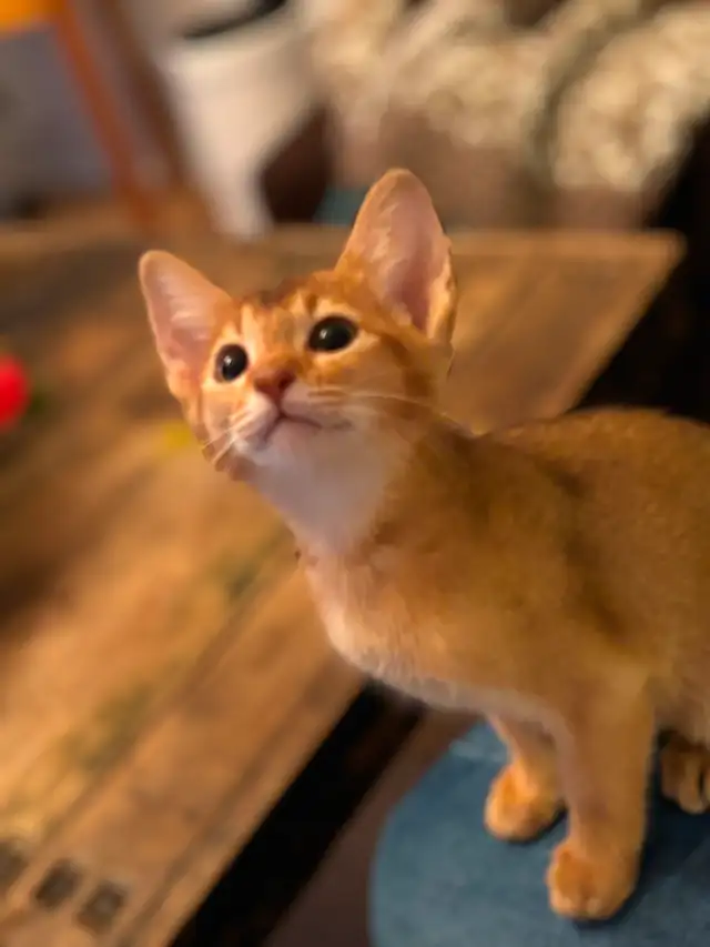 Abyssin, un ami pour la vie! in Cats & Kittens for Rehoming in Victoriaville - Image 5