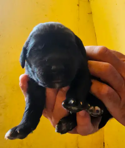 Beautiful Newfoundlander puppies looking for their forever homes. Born May 25, 2025, so ready for ne...