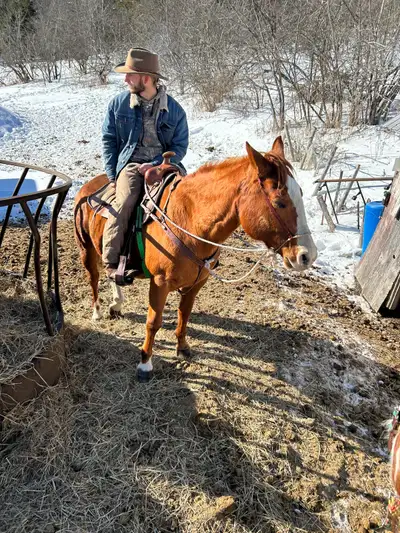 looking for a project horse!, View more