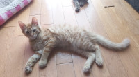 Cute Male Kitten: Striped Orange $999,999 or best offer. 