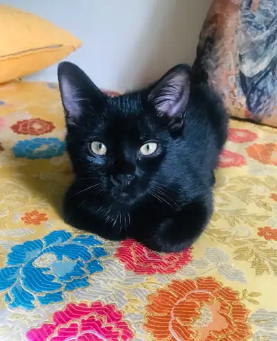 beaux chatons à vendre!, View more