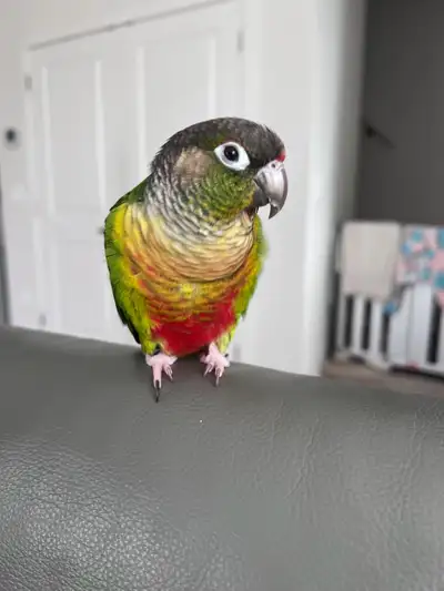     Green-cheek Conure with Cage for Sale , View more