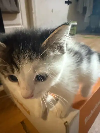 9 week old baby kitten, View more