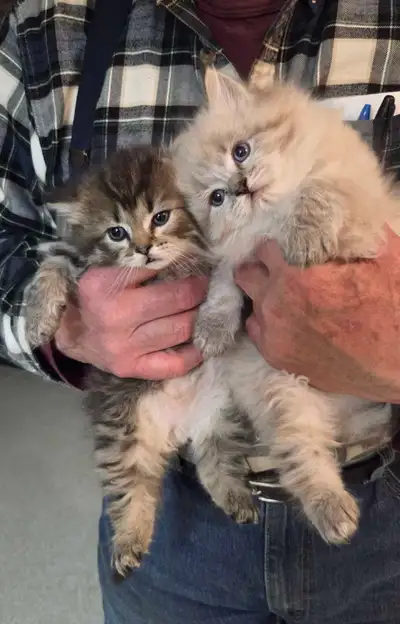 Dollface Persian Ragdoll Kittens, View more