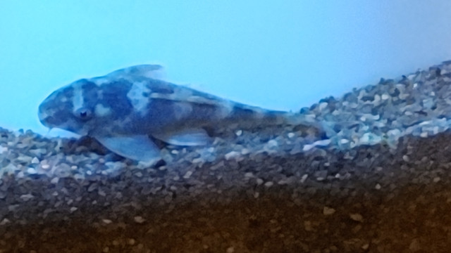 Mega Sale On Rare Exotic Plecos For Aquarium Fish Tank For Sale in Fish for Rehoming in Ottawa - Image 2