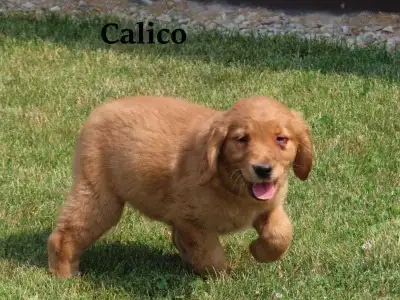 golden retriever puppies., View more