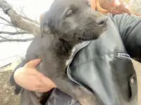 Female Huskador Pup
