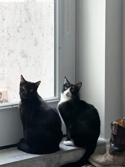 2 Brother Cats, View more