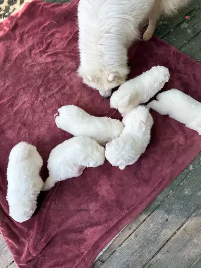 SAMOYED PUPPIES -CHIOTS SAMOYÈDES, View more