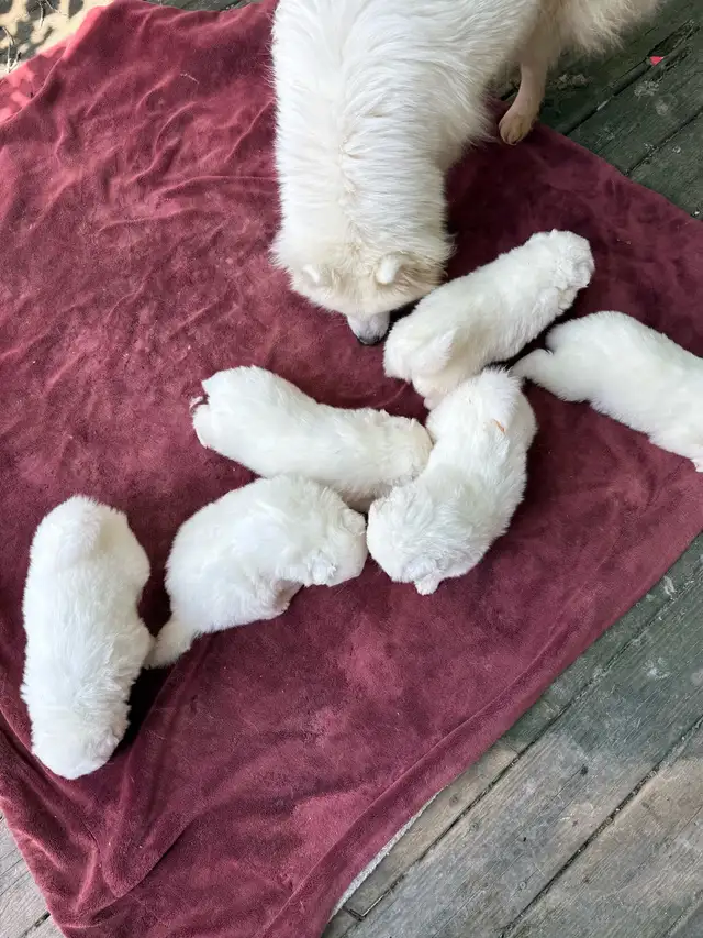 SAMOYED PUPPIES -CHIOTS SAMOYÈDES in Dogs & Puppies for Rehoming in Laurentides - Image 2