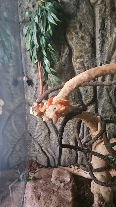 albino corn snake, View more