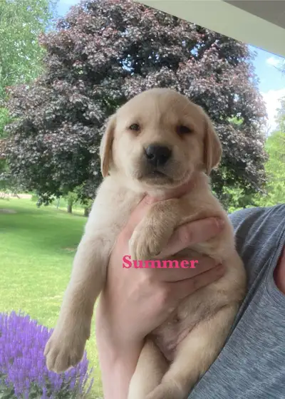 Beautiful Purebred Yellow Labs for Sale. Ready July 1st, View more