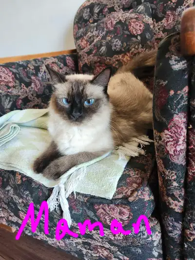 chatte à vendre, View more