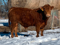2 yr old Limousin and Charolais bulls for sale