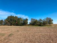 Land for sale - 80 up to 130 acres, 15 mins east of S'toon.
