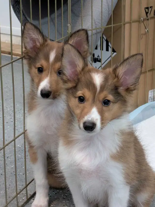 Shetland mini miniature 13livres in Dogs & Puppies for Rehoming in West Island - Image 2