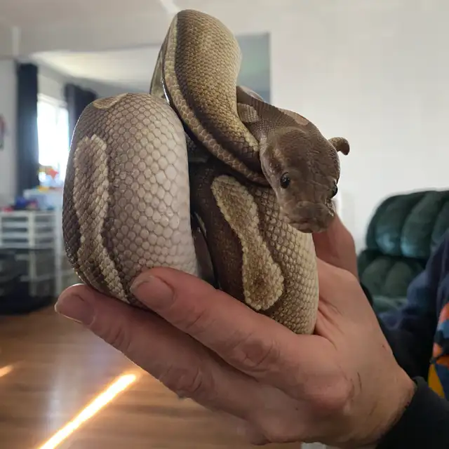 cinnamon Mohave het ultamel ballpython in Reptiles & Amphibians for Rehoming in Edmonton - Image 6