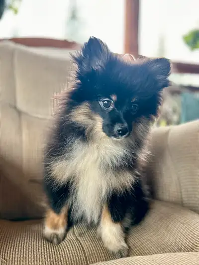 Pomeranian Puppy, View more
