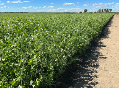 CDC Lewochko is a medium to small seed size yellow pea with high protein content. Excellent stand ab...