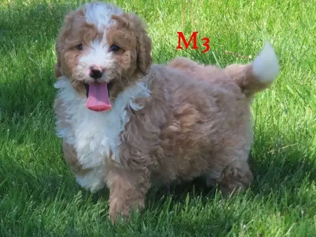 F1B Mini Bernadoodle puppies in Dogs & Puppies for Rehoming in Oakville / Halton Region - Image 9