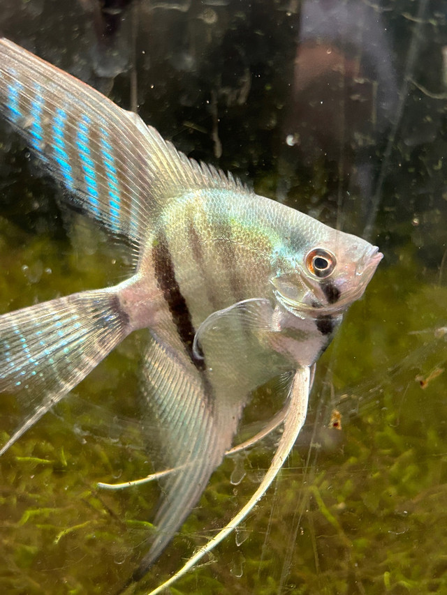 BEAUTIFUL BLUE VEIL ANGELFISH SPECIAL in Fish for Rehoming in North Bay