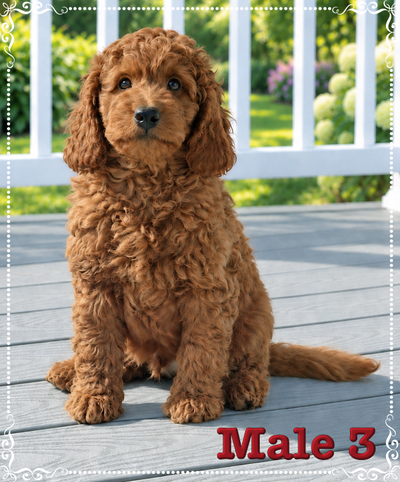 Mini-GoldenDoodle F1b Puppies, View more