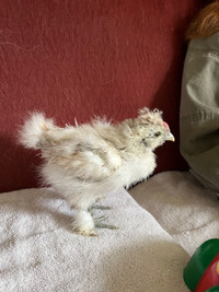 Silkie chick 1 month old