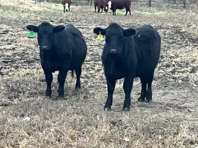 Group of 12 top end bred heifers for sale. There are top cut heifers no hold backs. Home raised very...
